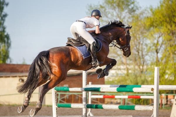 Cavalo em treinamento